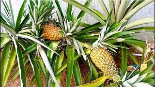 Tips for growing PINEAPPLES super FAST from the top/crown