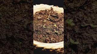 How a blueberry grows  satisfying videoes #shockingresults #blueberry #satisfyingvideo