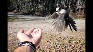 Canadian Jay - Bird in Hand (with "Bird Song" rhythm practice session)