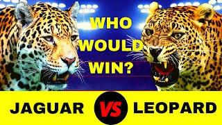 200 lb JAGUAR VS 200 lb LEOPARD FIGHT - Who Would Win?