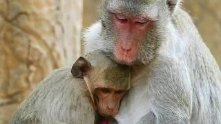 Oh mygod ! Adult baby Janet still hungry milk, Mum not wean very big baby