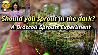 Growing Broccoli Sprouts - Do they need to be kept in the dark for the first 4 days?  An Experiment