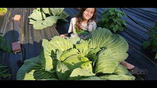 How to Grow GIANT CABBAGES [] Top 3 Secrets [] Zone 7