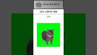 OIIAI 고양이 근황