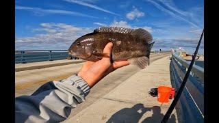 Fall New Jersey Tog Fishing