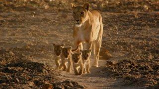 Four Lion Cubs with Five Good Dads!