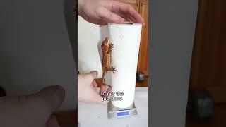 gecko meets his girlfriend - weighing gargoyle geckos for breeding