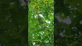 Starfruit/Galangan in Bisaya Bearing starfruit all year round. #starfruit #viralshort #millionviews