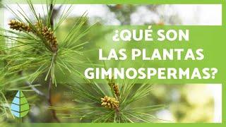 PLANTAS GIMNOSPERMAS  ¡Características, Ejemplos, Reproducción y más!