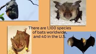 Fascinating facts about bats