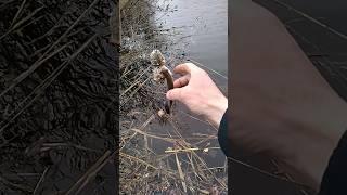 плотва на пружины, fishing in the river, отпускаю рыбу