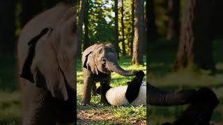 Baby Elephant and Panda Playing   #shortvideo #babyelephant #cutepanda