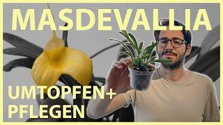 Masdevallia Orchidee schnell und einfach umtopfen