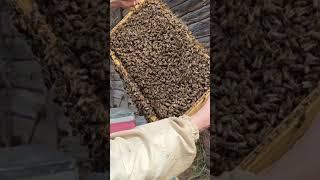 Сильнейшее кассетно-корпусное улье без матки. #пчеловодство #пчелаглу #пчеловодство2024