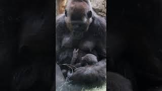 Gracie the Western Lowland Gorilla and her new baby #fortworthzoo