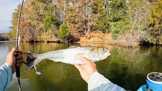 4 Hours of RAW and UNCUT Ultralight Fishing with Gulp Minnows | Clinch River