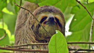 LIVING WITH SLOTHS IN PLATANILLO, COSTA RICA