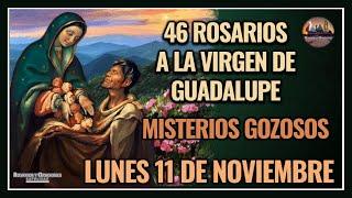 46 ROSARIOS A LA VIRGEN DE GUADALUPE: MISTERIOS GOZOSOS - GUADALUPANO / LUNES 11 DE NOVIEMBRE 2024.