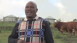 Livestock Improvement Scheme: Imfuyo esuka kuDRDAR inceda abafuyi kushishino lwezolimo