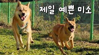 집에 낯선 강아지 소리가 들려요