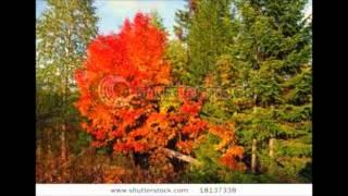 Ural´s Rowan-Tree/ Ural´s Folk Chorus