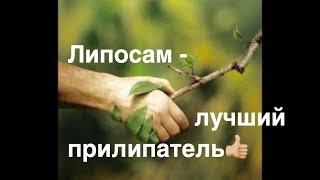 ЛУЧШИЙ ПРИЛИПАТЕЛЬ и проникатель ЛИПОСАМ! ТопСад