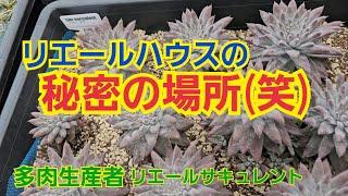 【多肉植物】【ガーデニング】リエールハウスの秘密の場所(笑)2024年7月23日