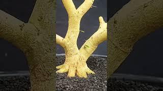 BIKIN GERAK DASAR BONSAI SAENG SIMBUR #bonsai