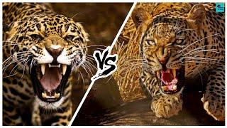 JAGUAR VS LEOPARD - Who Would Win in a fight?