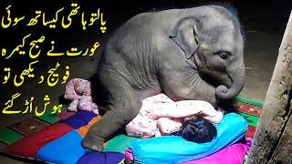 بےبی ہاتھی کیساتھ سوئی عورت کی آنکھ کھلی تو یقین نہ آیا  Story Of Sangduen Lek And Her Elephants