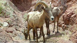 Bighorn Sheep from Southern Arizona,  Trail camera check