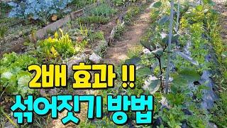 Where and how should I plant the garden crops?How to use a small garden wide