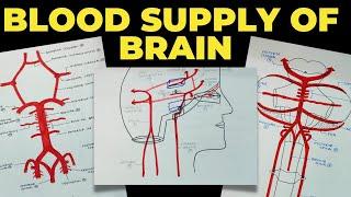 Blood Supply of Brain | Circle of Willis | Neuroanatomy | EOMS