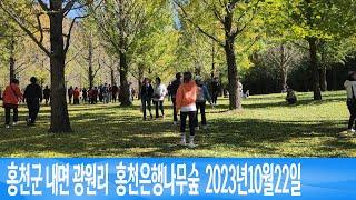 홍천군 내면 광원리 홍천은행나무숲  2023년10월22일 은하수TV
