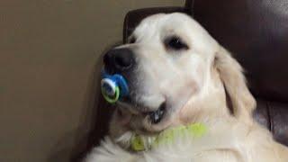 Dog Refuses to Give Up Pacifier