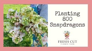 Prepping Beds | Planting Snapdragons | DIY Plant Spacer