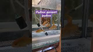 Как это у рыбок в аквариуме #рыбки #аквариум #барбусы #анциструс #скалярии