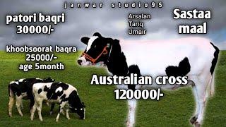 Australian cross | patori baqri | janwar studio95 | sastaa maal