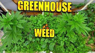 GROWING WEED in a GREENHOUSE and OUTDOORS w/livingsoil