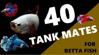 40 Best Tank Mates For Betta Fish |  ( Siamese fighting fish ) Betta tank mates