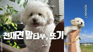 천재견 또기를 소개합니다, 사랑둥이 우리집 막내, 말하는 강아지... smarty maltipoo ttogy 