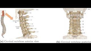 Two Minutes of Anatomy: Cervical Spine