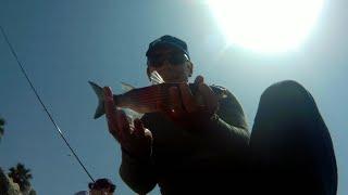 Mullet fishing with bread on surface - Malta 2018