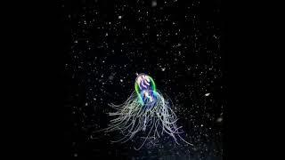 #Short This is the arctic sea jellyfish.