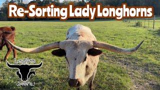 Longhorn Ladies on the Move: family re-united