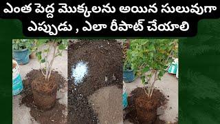 How to report a root bound plant | పెద్ద మొక్కలను ఎలా రీ పాటింగ్ చేసుకోవాలి