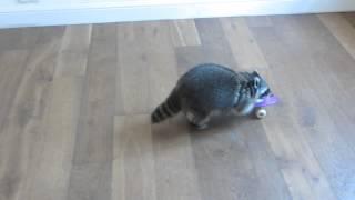 Melanie Raccoon riding skateboard--side angle