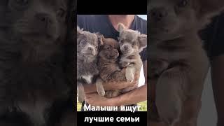 подробная информация о наших щенках на нашем сайте chihua.by