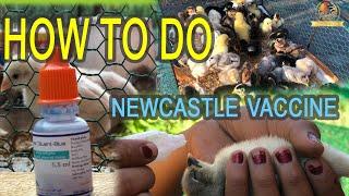 How to do Newcastle Vaccine for chicks | Newcastle Disease Vaccination | Sresre Toukvill