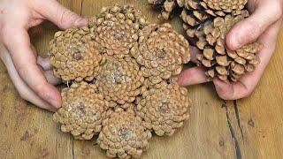 I gathered pine cones from the forest and now I'm gonna use them to make money for the holidays!